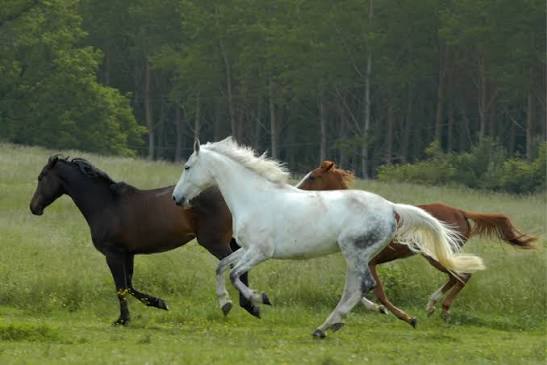 TM2 Equestrian